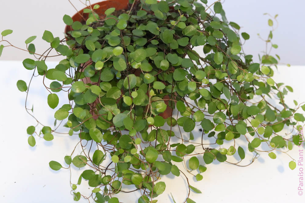 indoor vine plants for sale Biblical Angel Vine