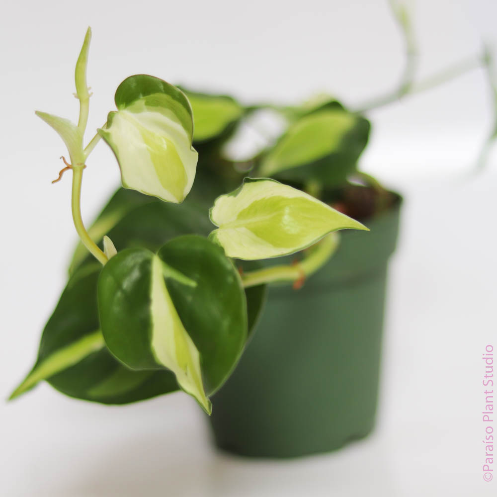 philodendron julie 4in Philodendron Julie