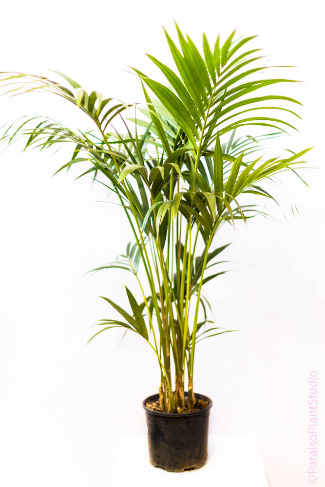 10in 4-5ft Kentia Palm