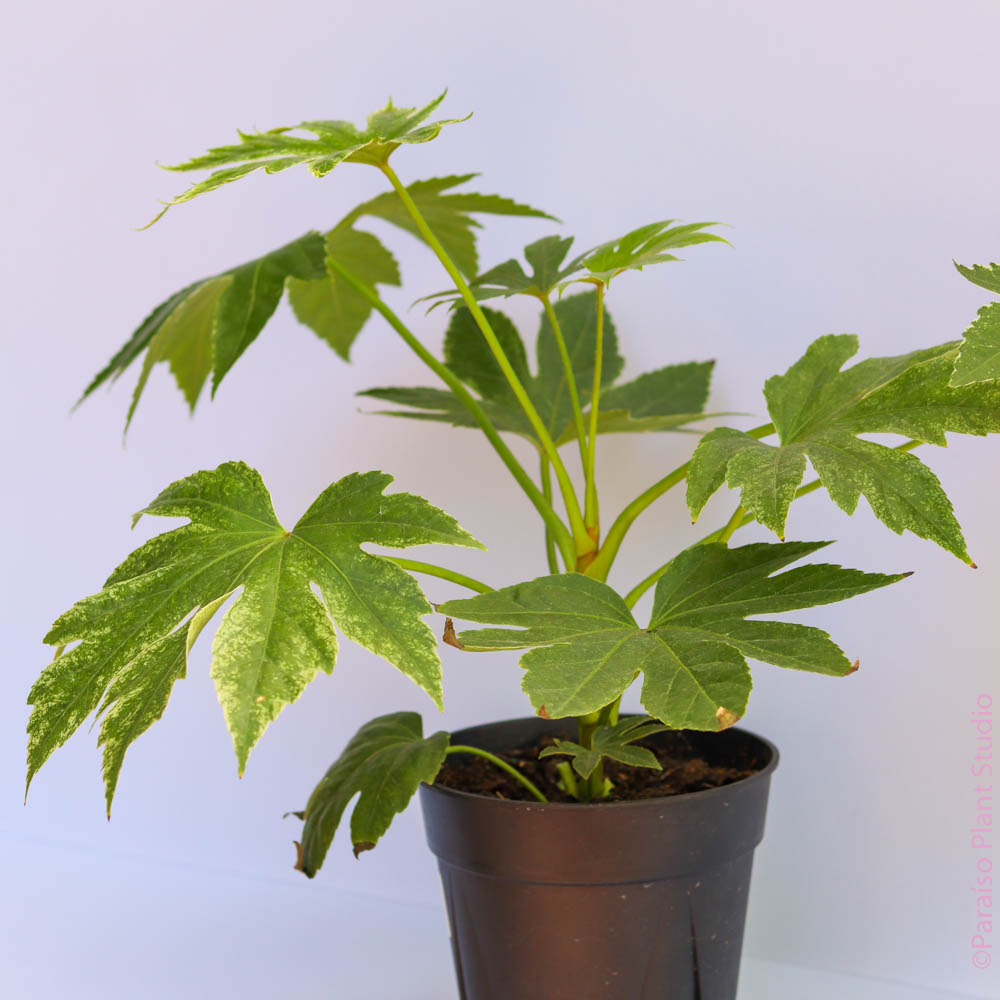6in Fatsia 'Spider Web'in front of a white wall.