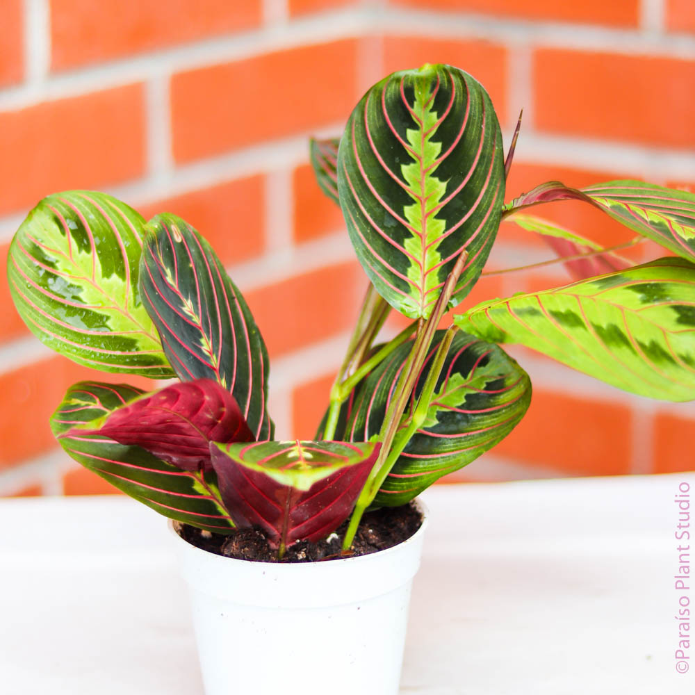 red maranta prayer plant near me Maranta Red – Paraíso Plant Studio