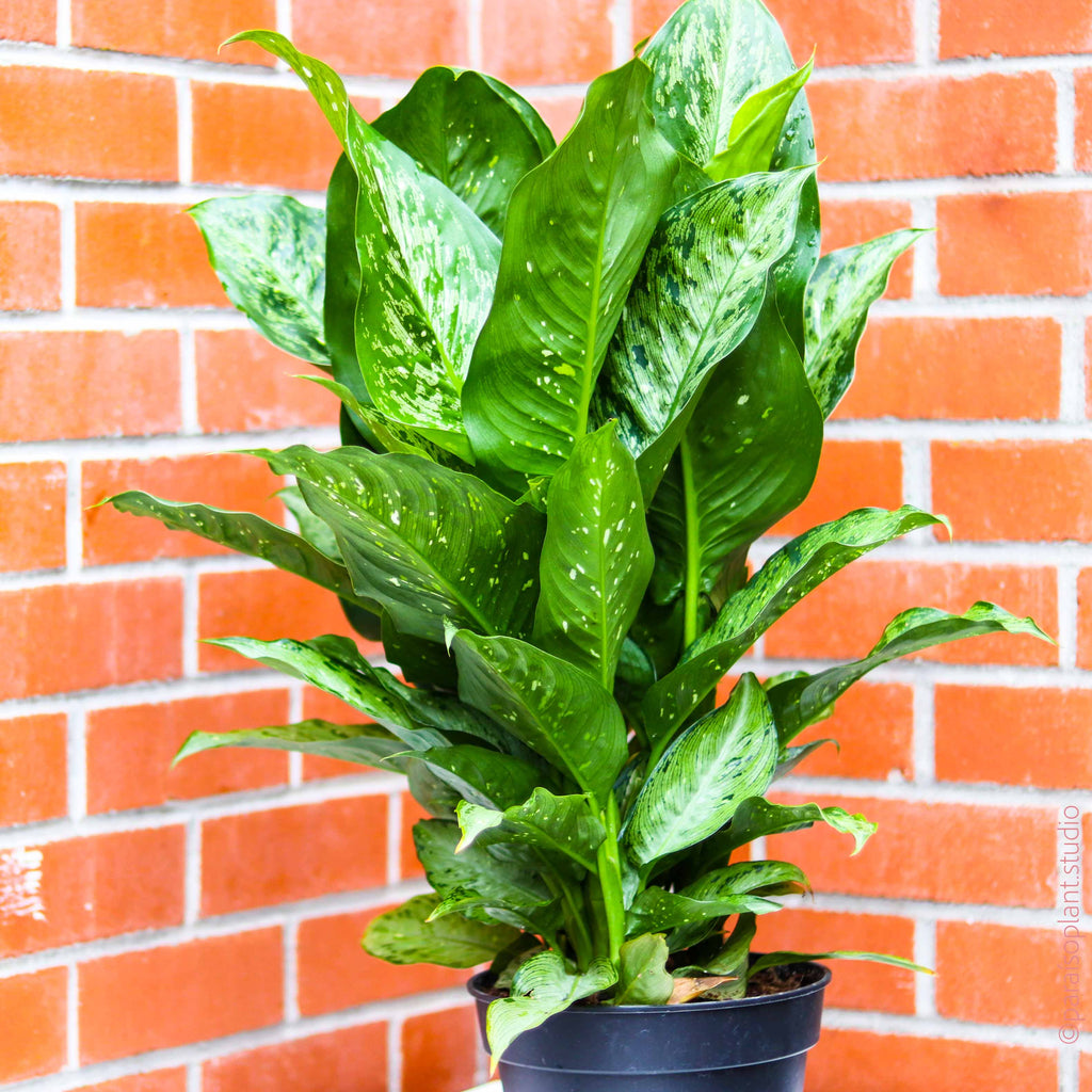 dieffenbachia assorted 8in Dieffenbachia Assorted