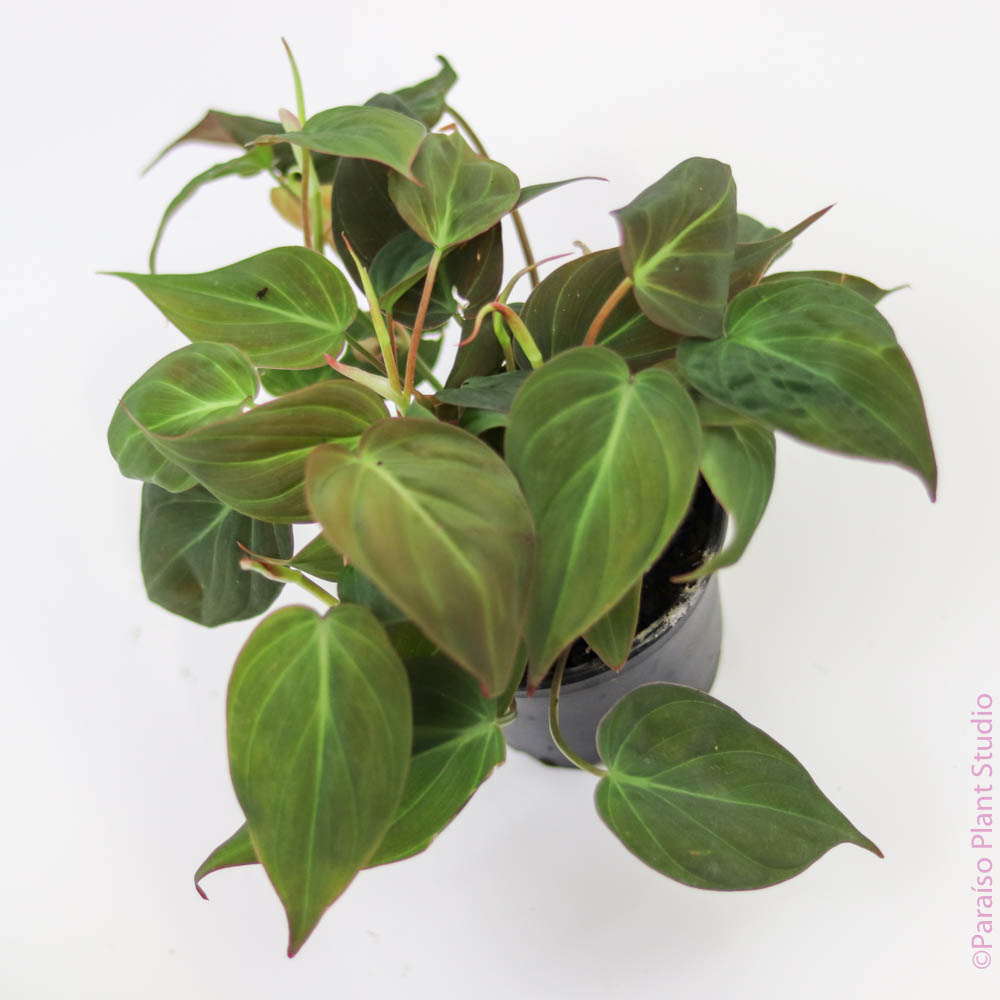 4in Philodendron Micans