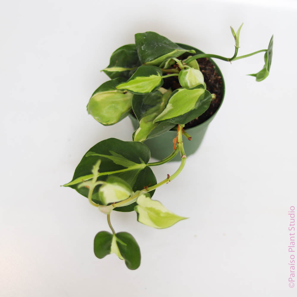 philodendron julie 4in Philodendron Julie