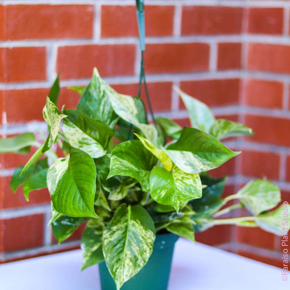 marble queen pothos buy Pothos