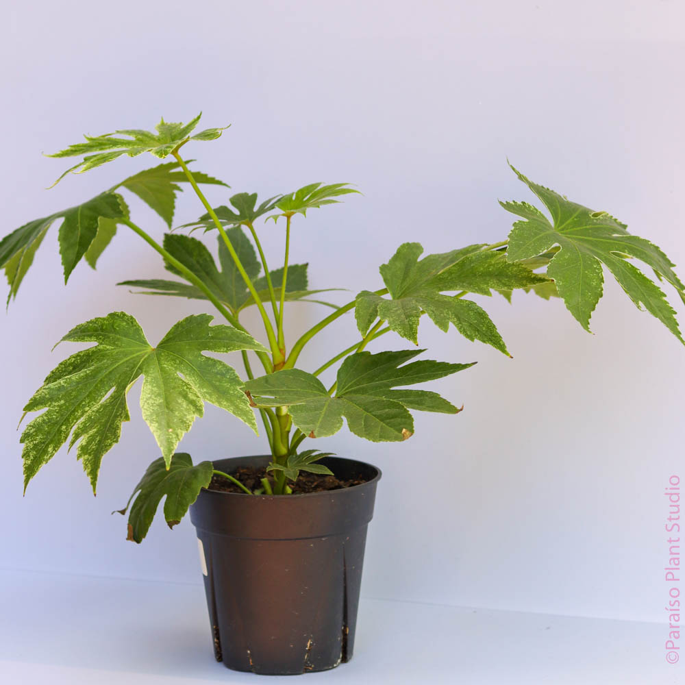 6in Fatsia 'Spider Web'in front of a white wall.
