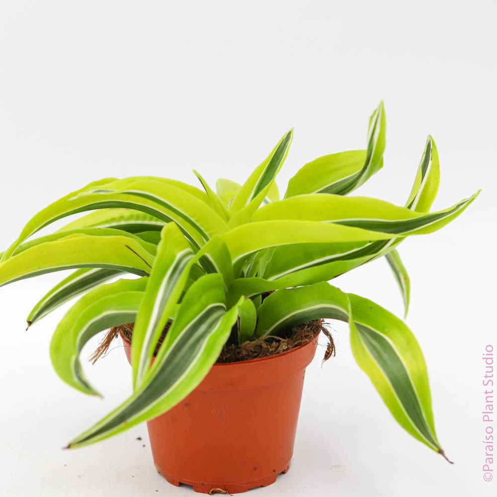 golden pothos indoor plant Pothos 'Golden' | Indoor Plant | Tropical Plant | Potted Plant main image 0