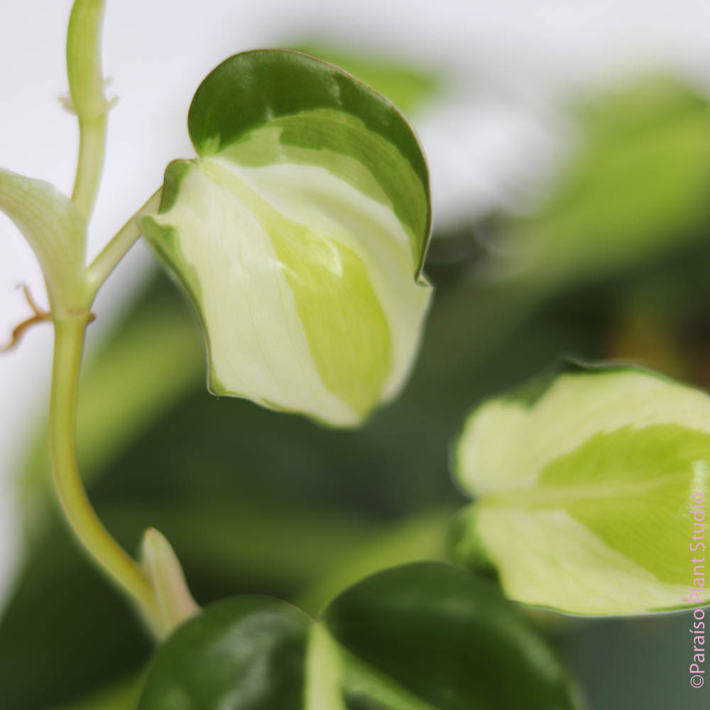 hoya philodendron 4in Philodendron Julie – Paraíso Plant Studio