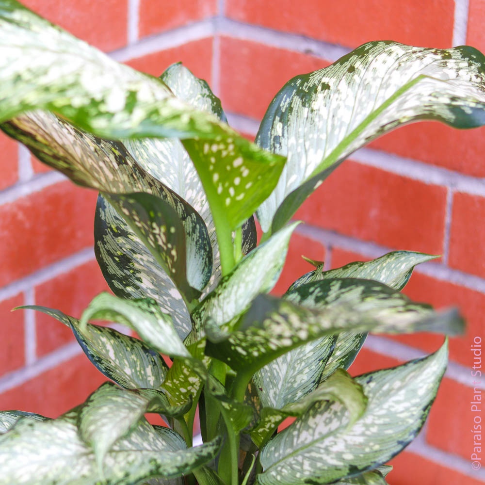 dieffenbachia tiki plant 6in Dieffenbachia Tiki – Paraíso Plant Studio