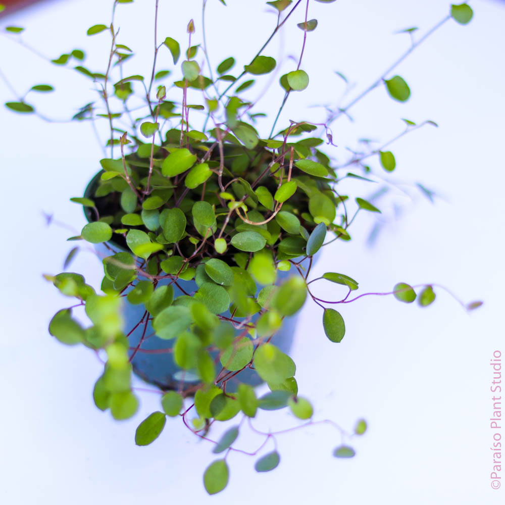 hanging angel plant Muehlenbeckia