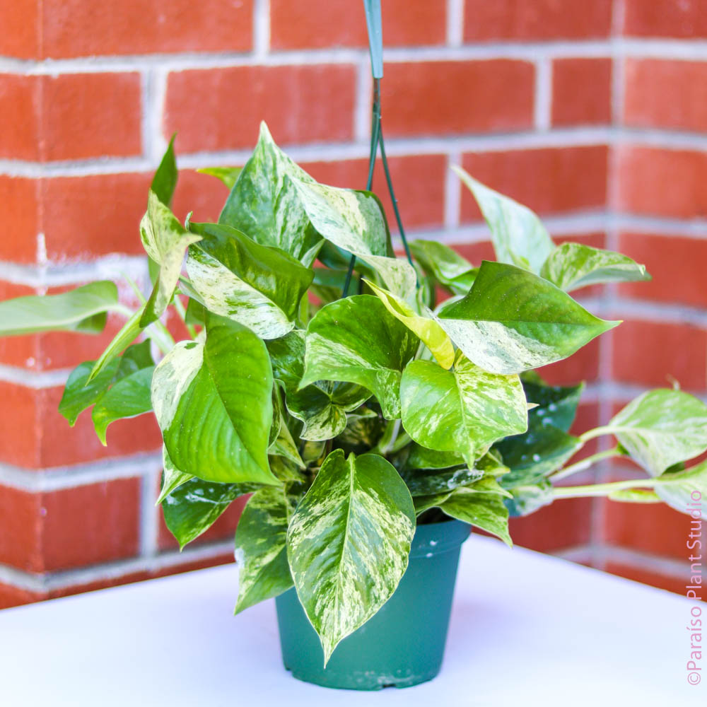 golden pothos marble queen Pothos