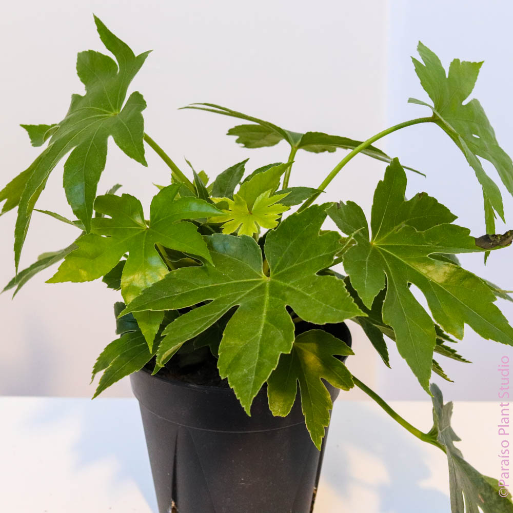 6in Fatsia Japonica