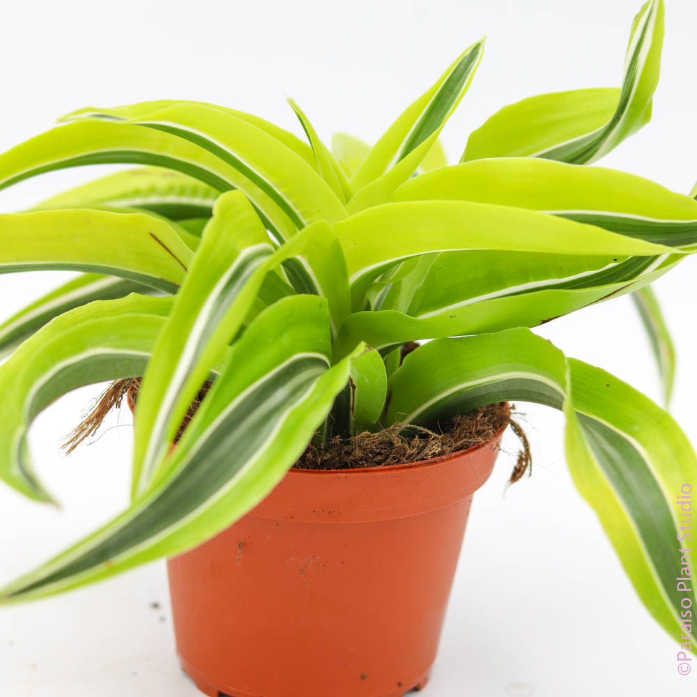 dracaena tornado dragon 4in Dracaena Tornado Lime
