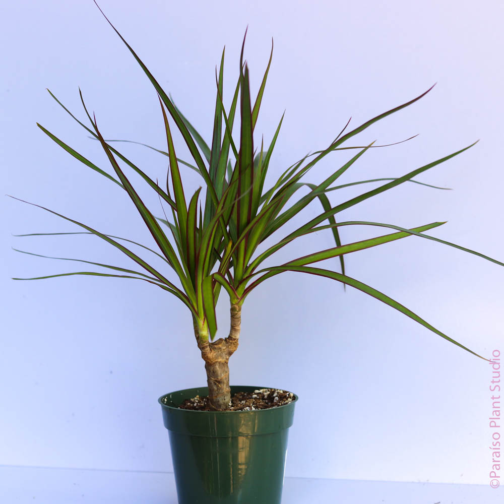 dracaena cane marginata 4in Dracaena Marginata Cane – Paraíso Plant Studio