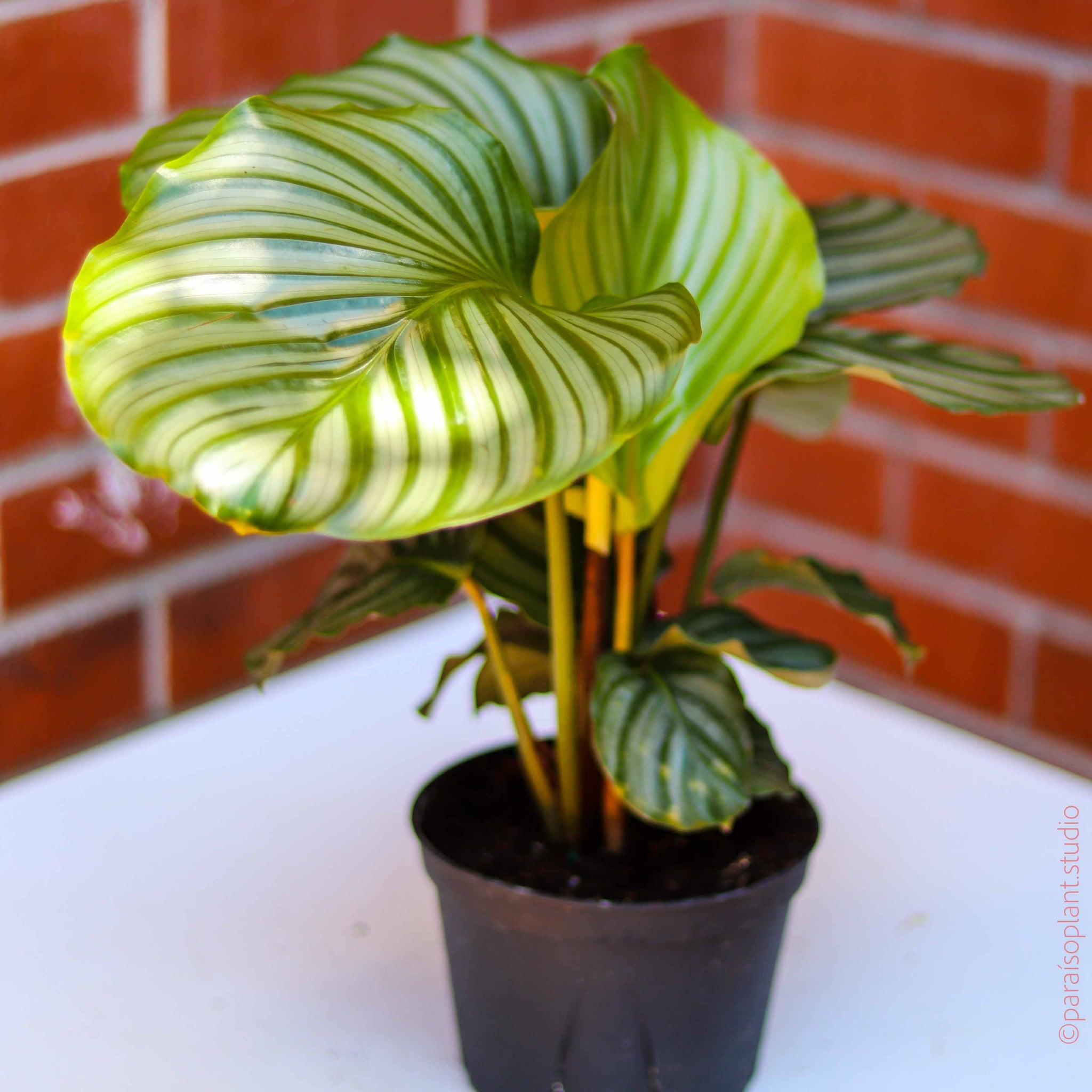 6in Calathea Orbifolia  Paraso Plant Studio