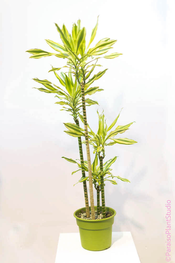 dracaena sol plant 8in-12in Dracaena Stednereii Sol
