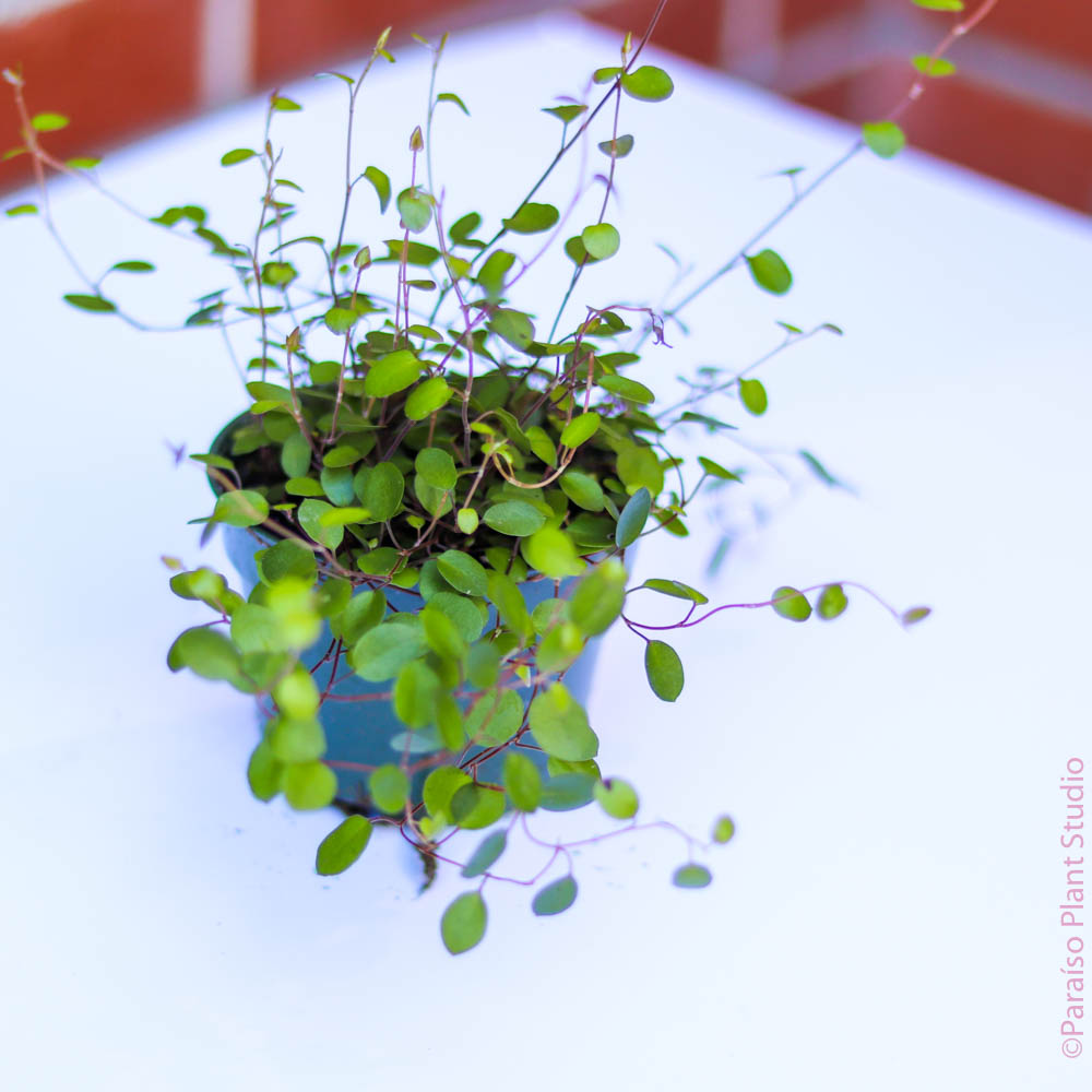 angel vine house plant Muehlenbeckia