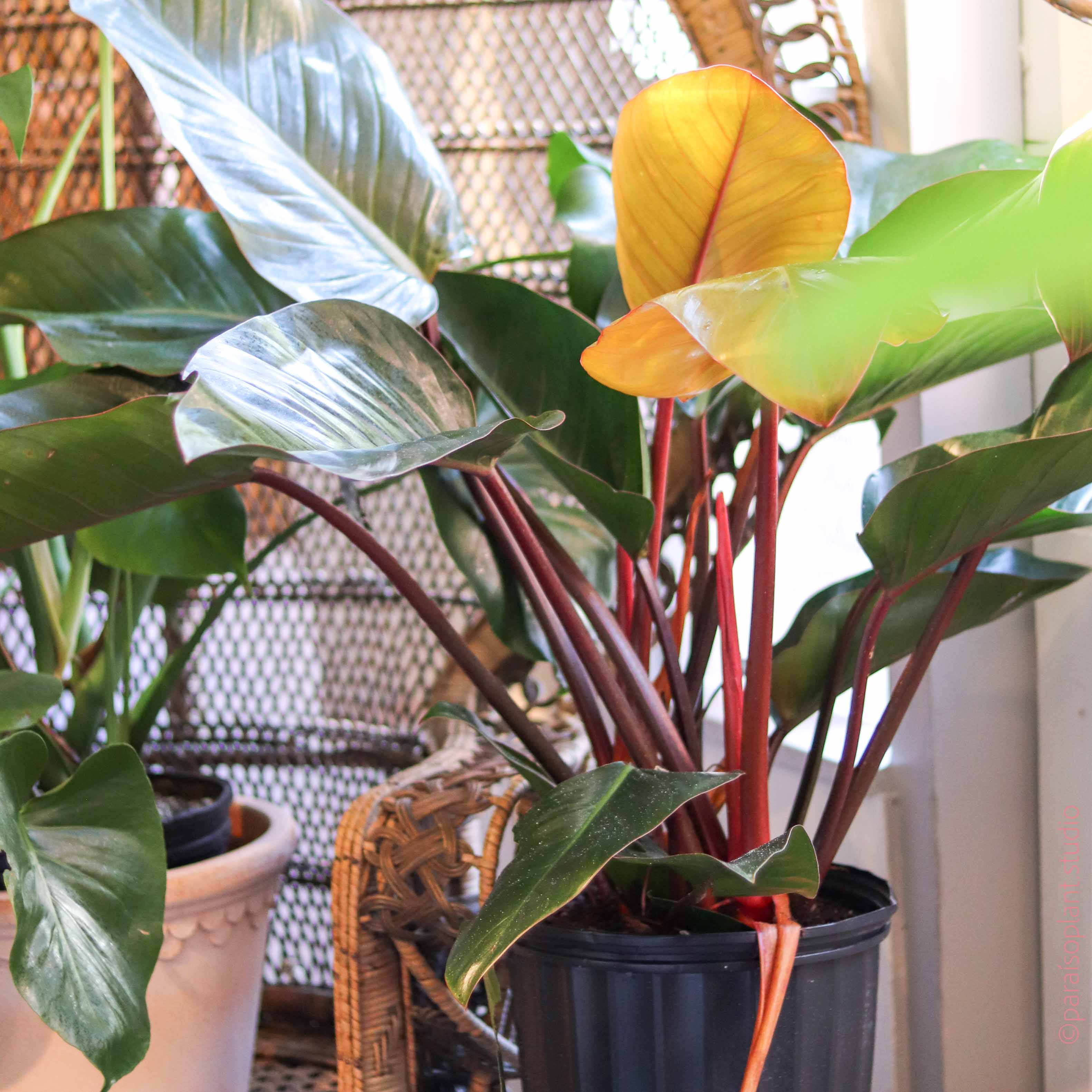 philodendron rojo congo bunnings 10in-14in Philodendron Congo Rojo – Paraíso Plant Studio