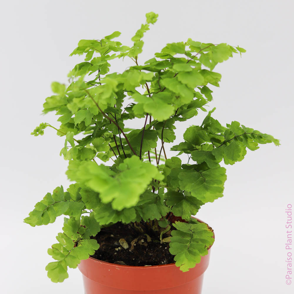 maidenhair fern indoor house plant Pacific Maiden Hair Fern