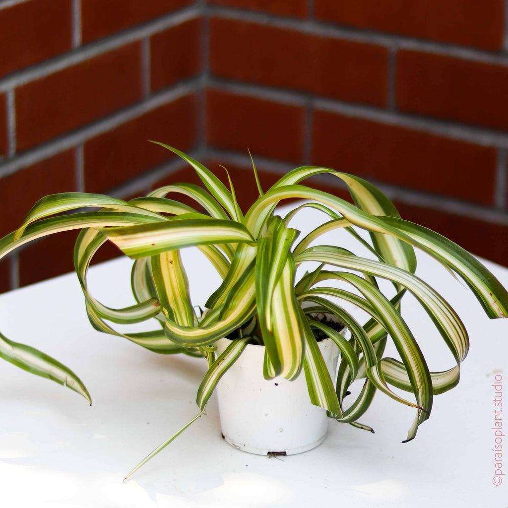 4in Curly Spider Plant 'Bonnie'
