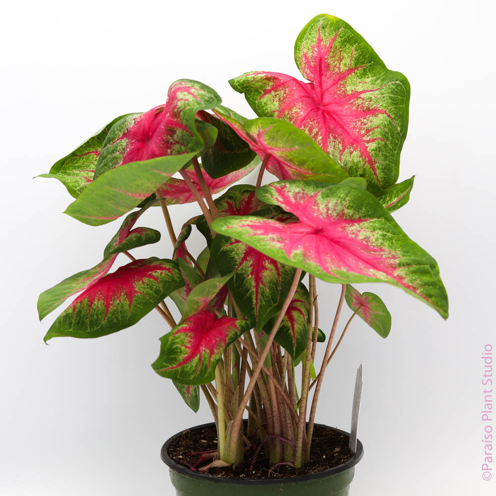 is a caladium an indoor plant Caladium 'Rose Bud'