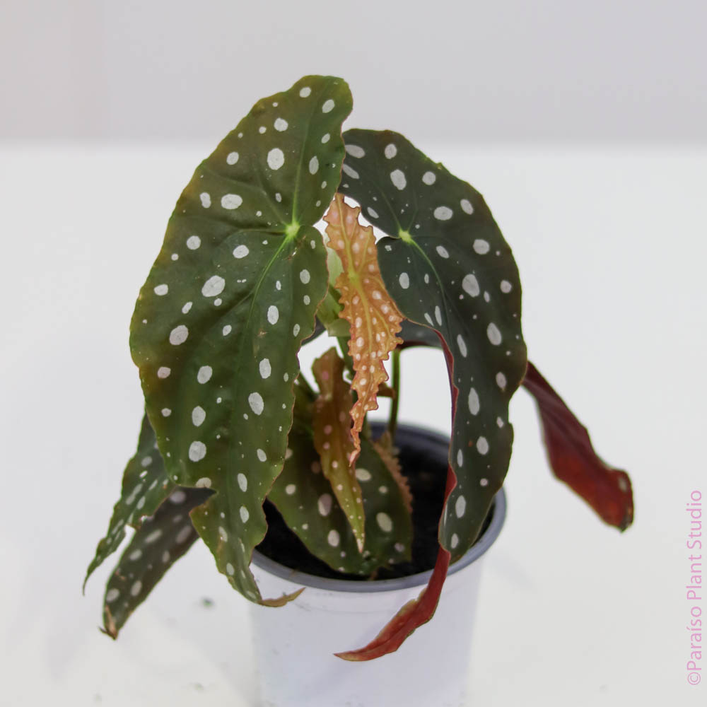 4in Begonia Maculata