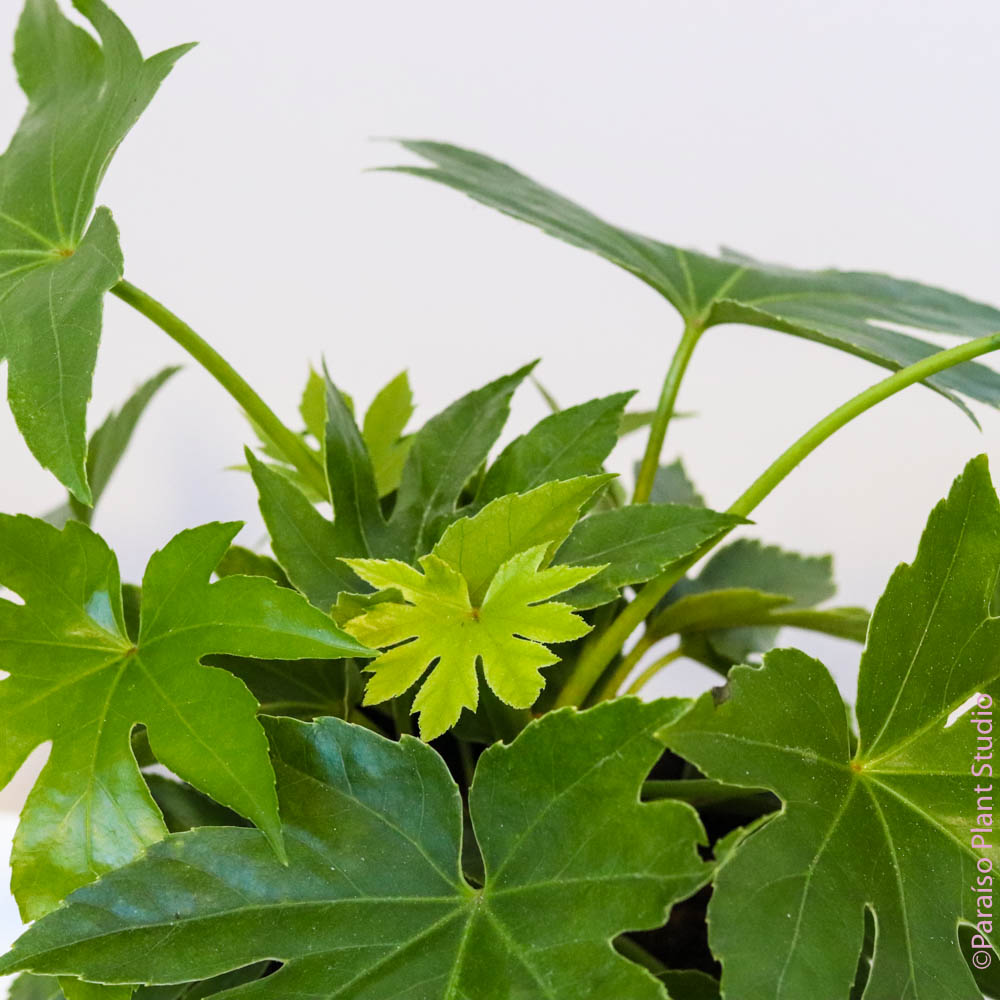 6in Fatsia Japonica