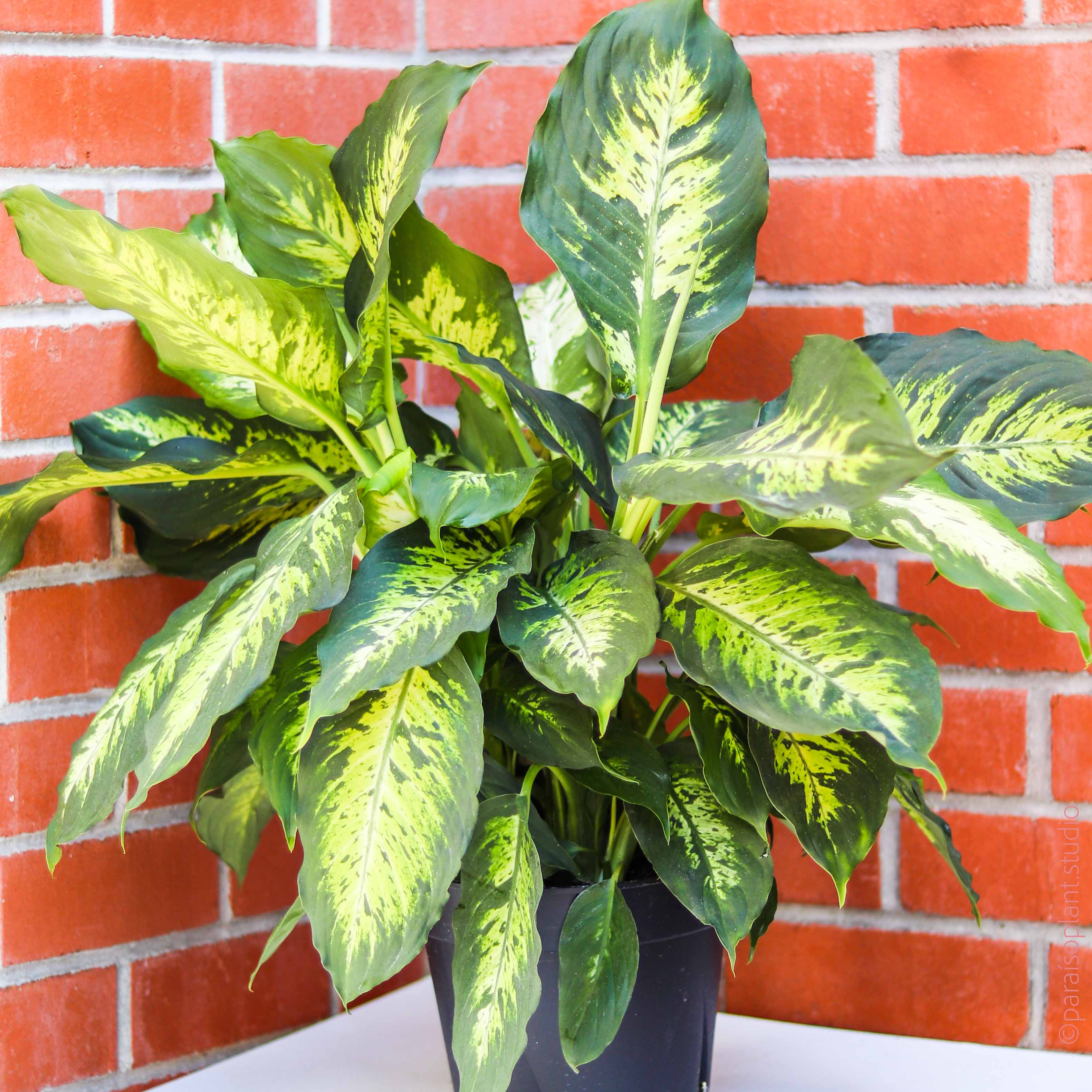 dieffenbachia exotica care 8in Dieffenbachia Exotica