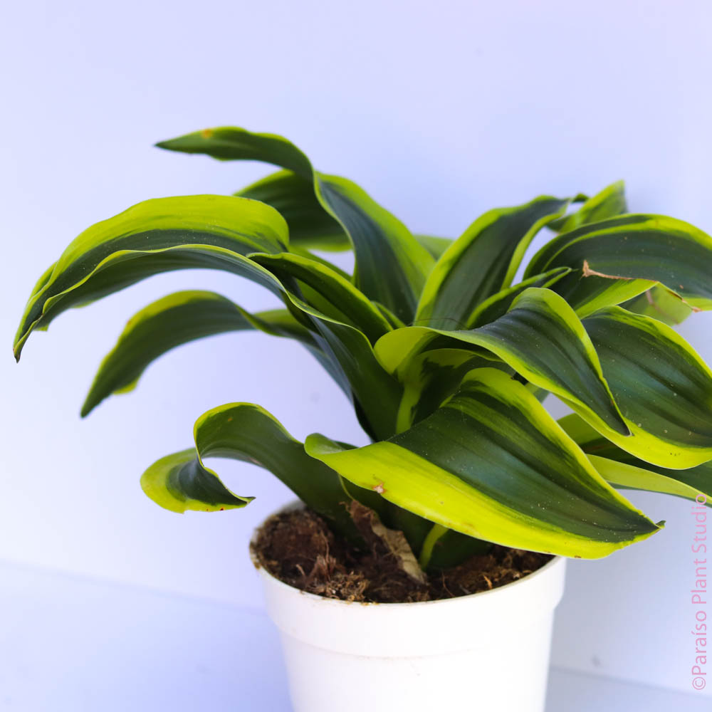 dracaena 'tornado' 4in-8in Dracaena Tornado – Paraíso Plant Studio