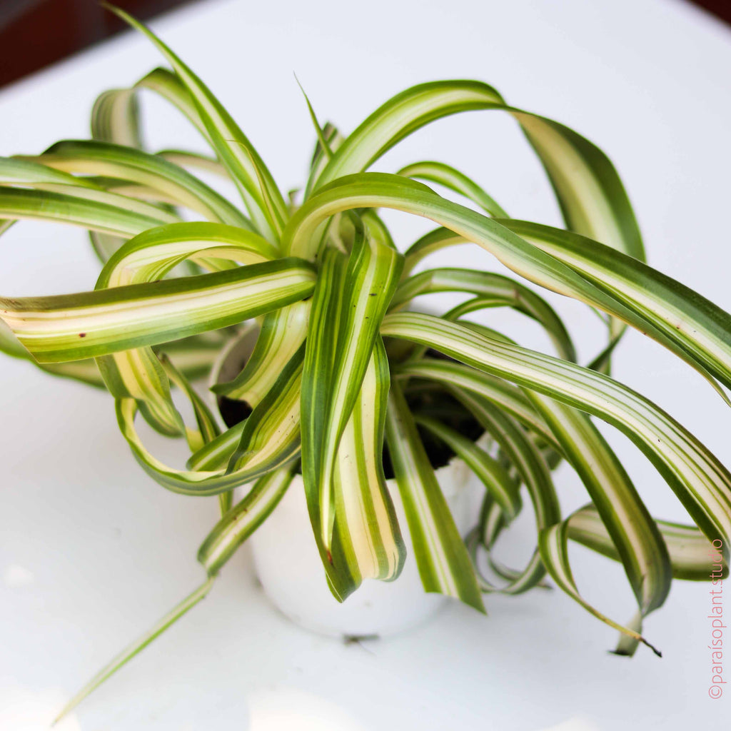 4in Curly Spider Plant 'Bonnie'