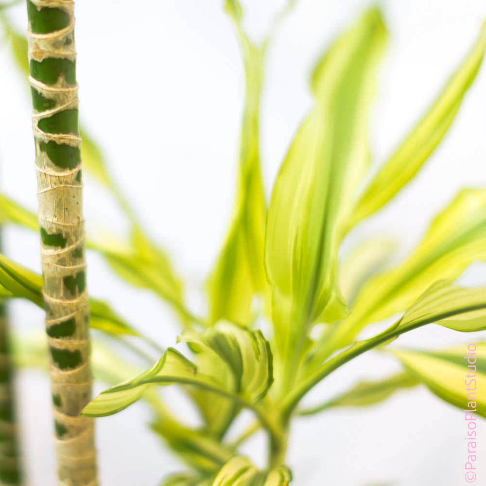 dracaena sted sol 8in-12in Dracaena Stednereii Sol