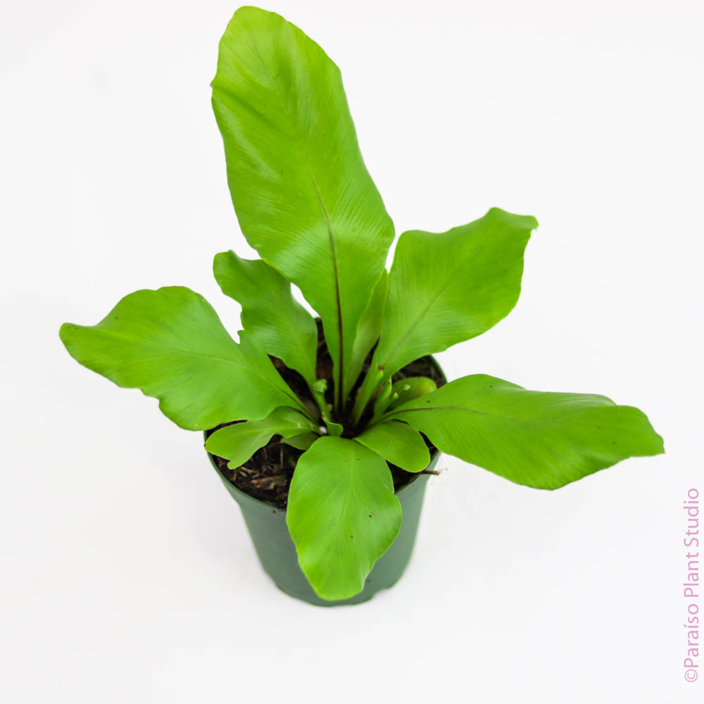 asplenium nidus - bird's nest fern 2in-4in Assorted 'Bird's Nest Fern' Asplenium Nidus