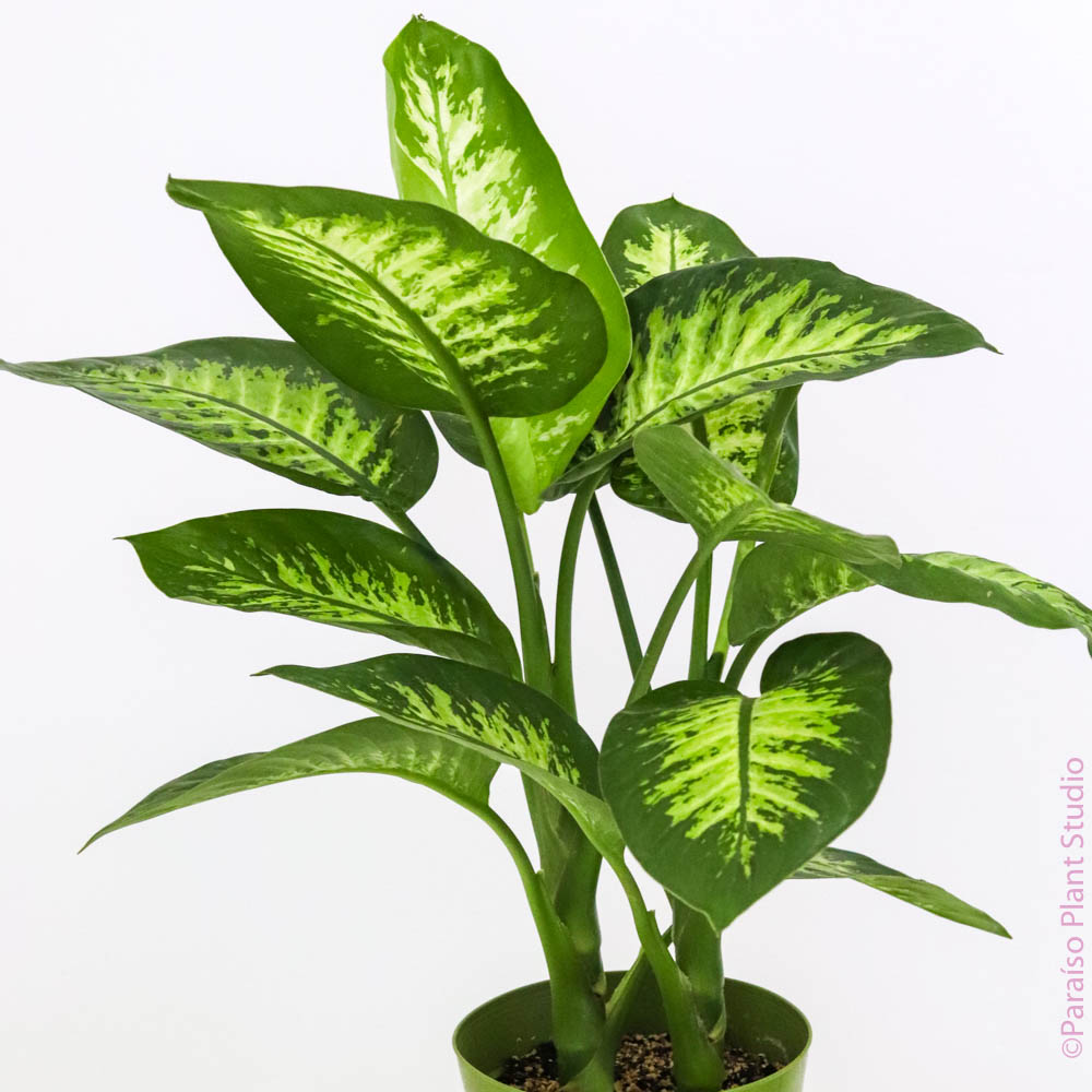 dieffenbachia harlingii 8in-14in Dieffenbachia Tropic Snow – Paraíso Plant Studio