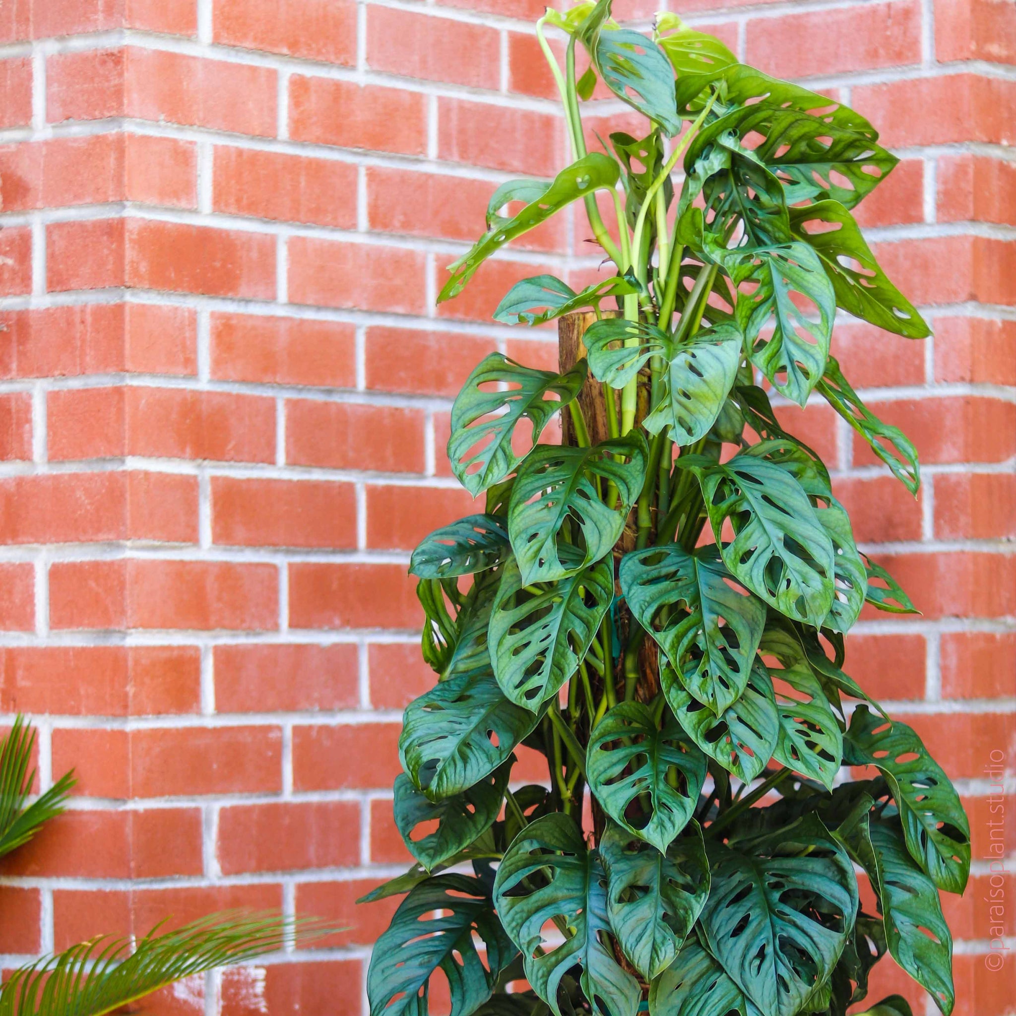 10in Monstera Adansonii 'Swiss Cheese' – Paraíso Plant Studio