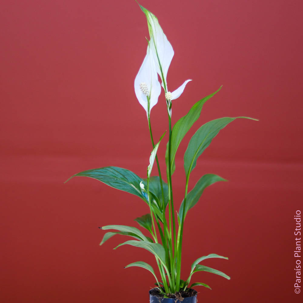 peace lily stems 2in Peace Lily
