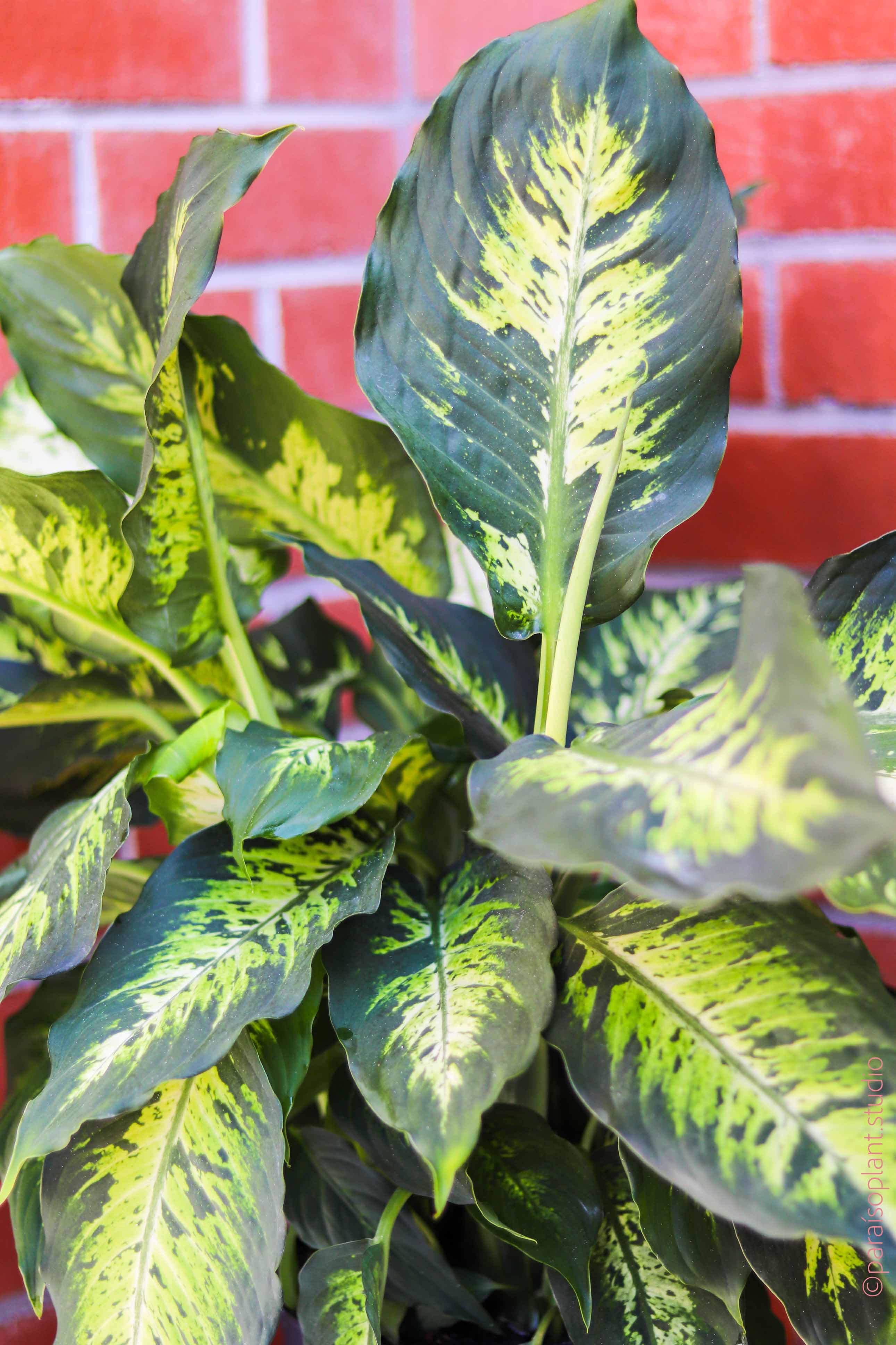 delray plants dieffenbachia exotica 8in Dieffenbachia Exotica