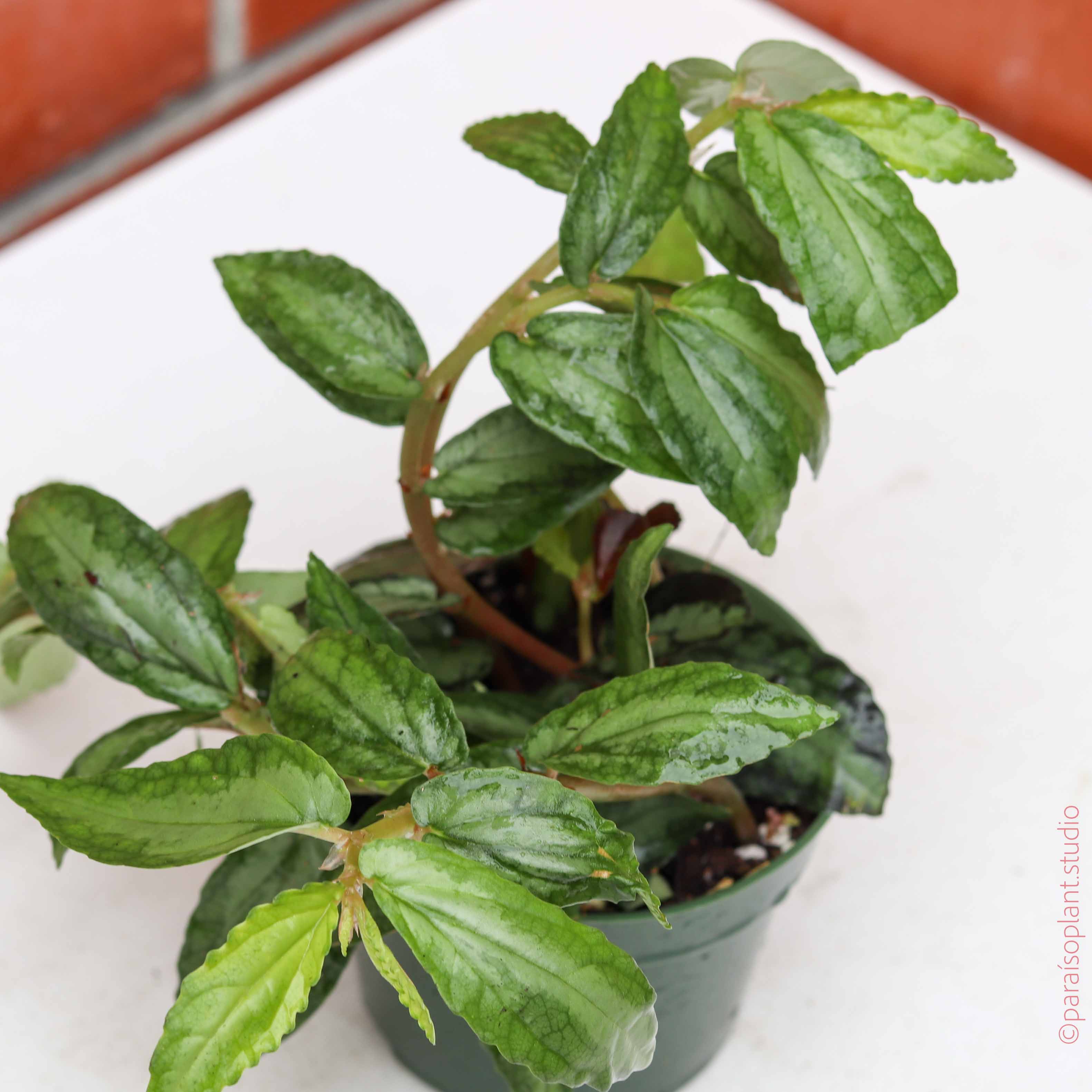 watermelon vine house plant 4in Pellionia Repens 'Watermelon Vine’