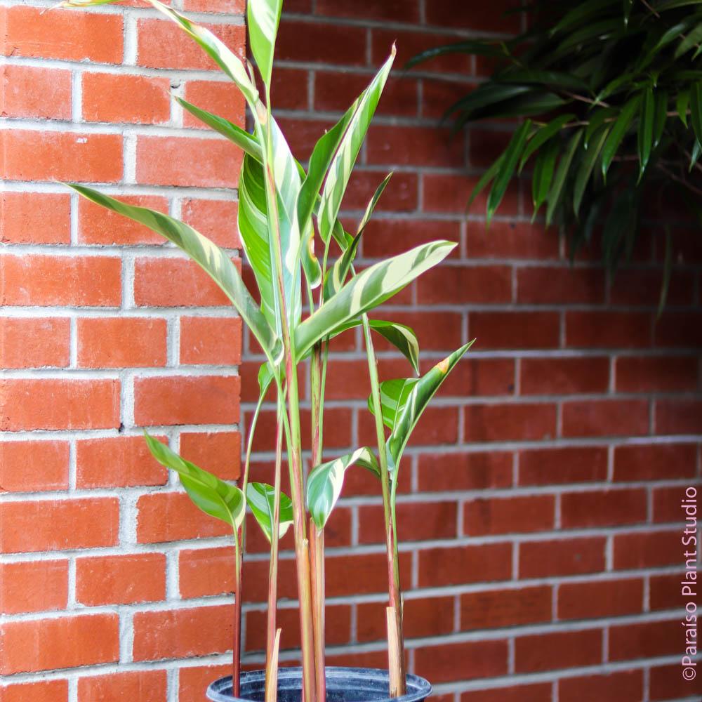 10in Heliconia Candy Cane