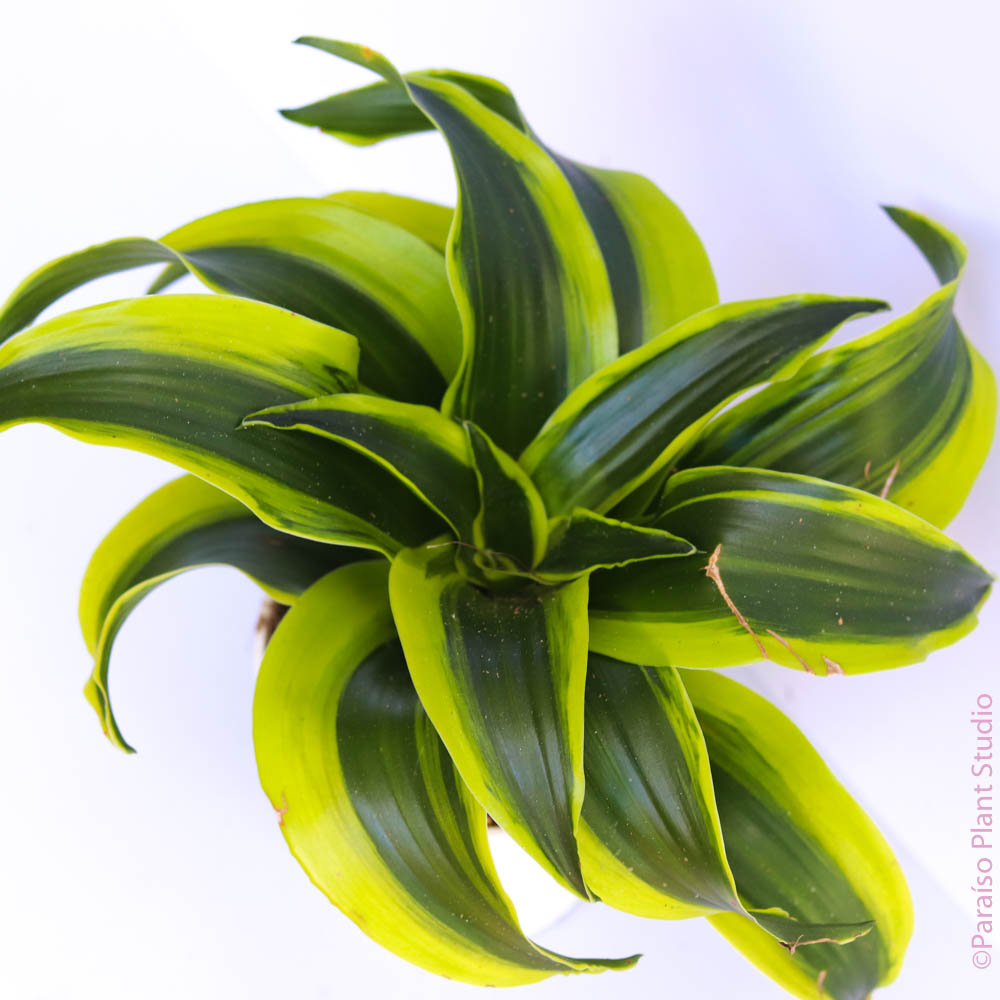 dracaena tornado 4in-8in Dracaena Tornado