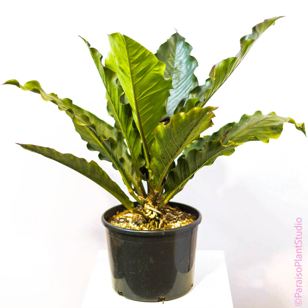 anthurium big bird 14in Anthurium sect. Pachyneurium 'Big Red Bird' (ISO)