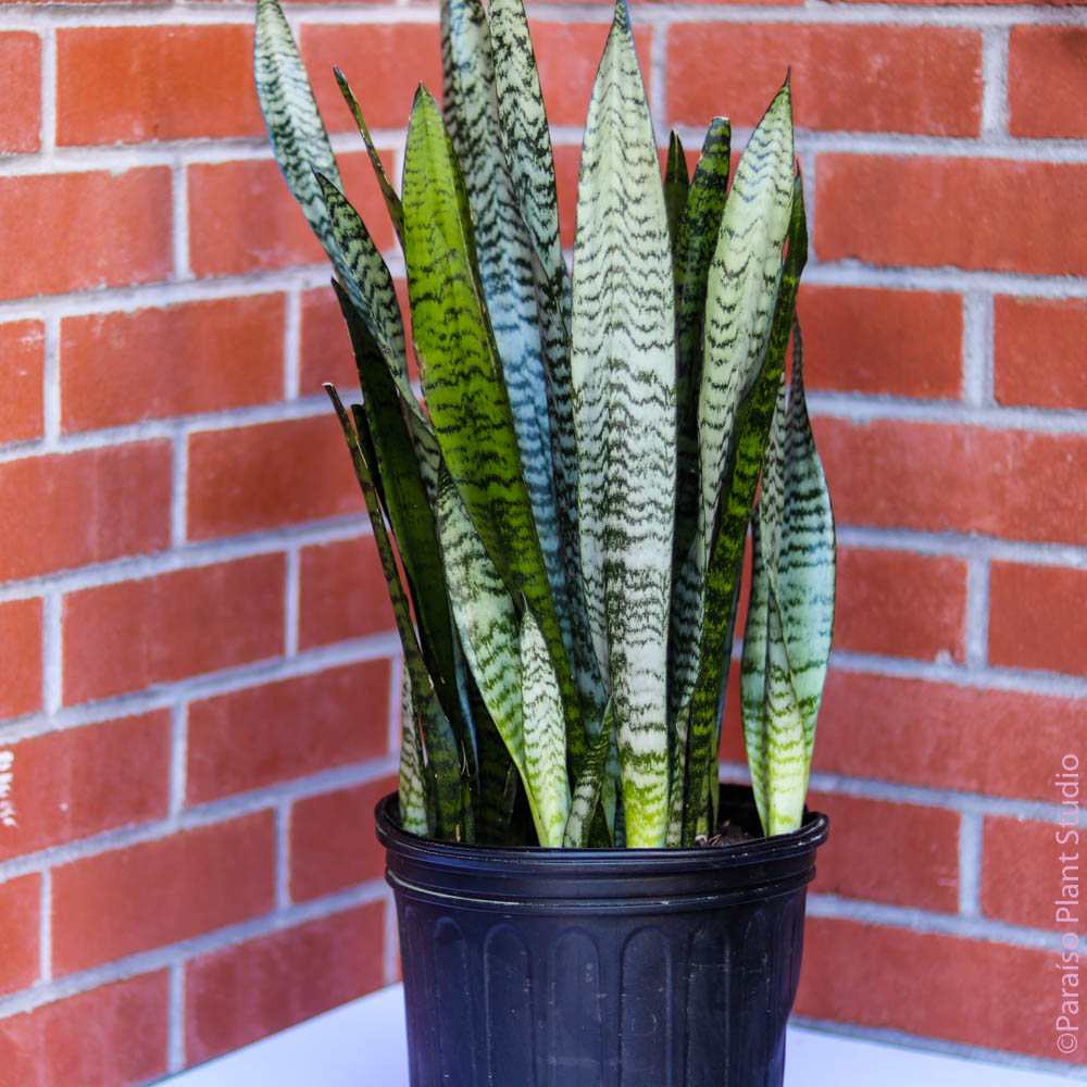 wintergreen sansevieria 8" Sansevieria Zeylanica