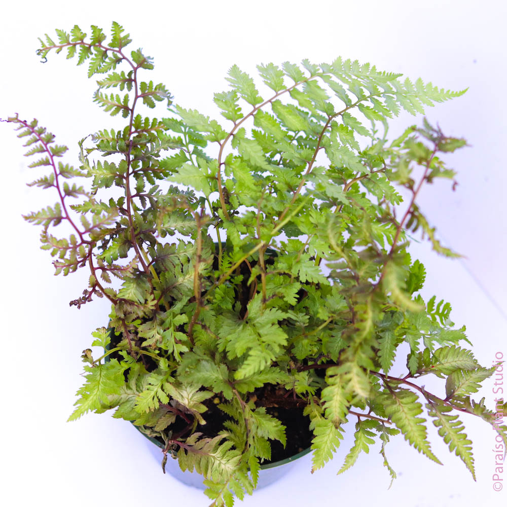 4in Japanese Painted Leaf Fern