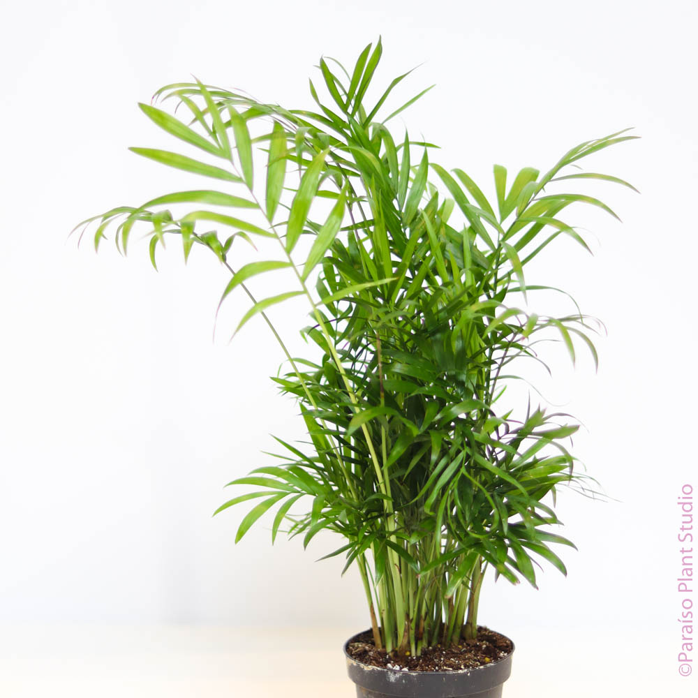 Potted 4in Neanthe Bella Palm in front of a white wall