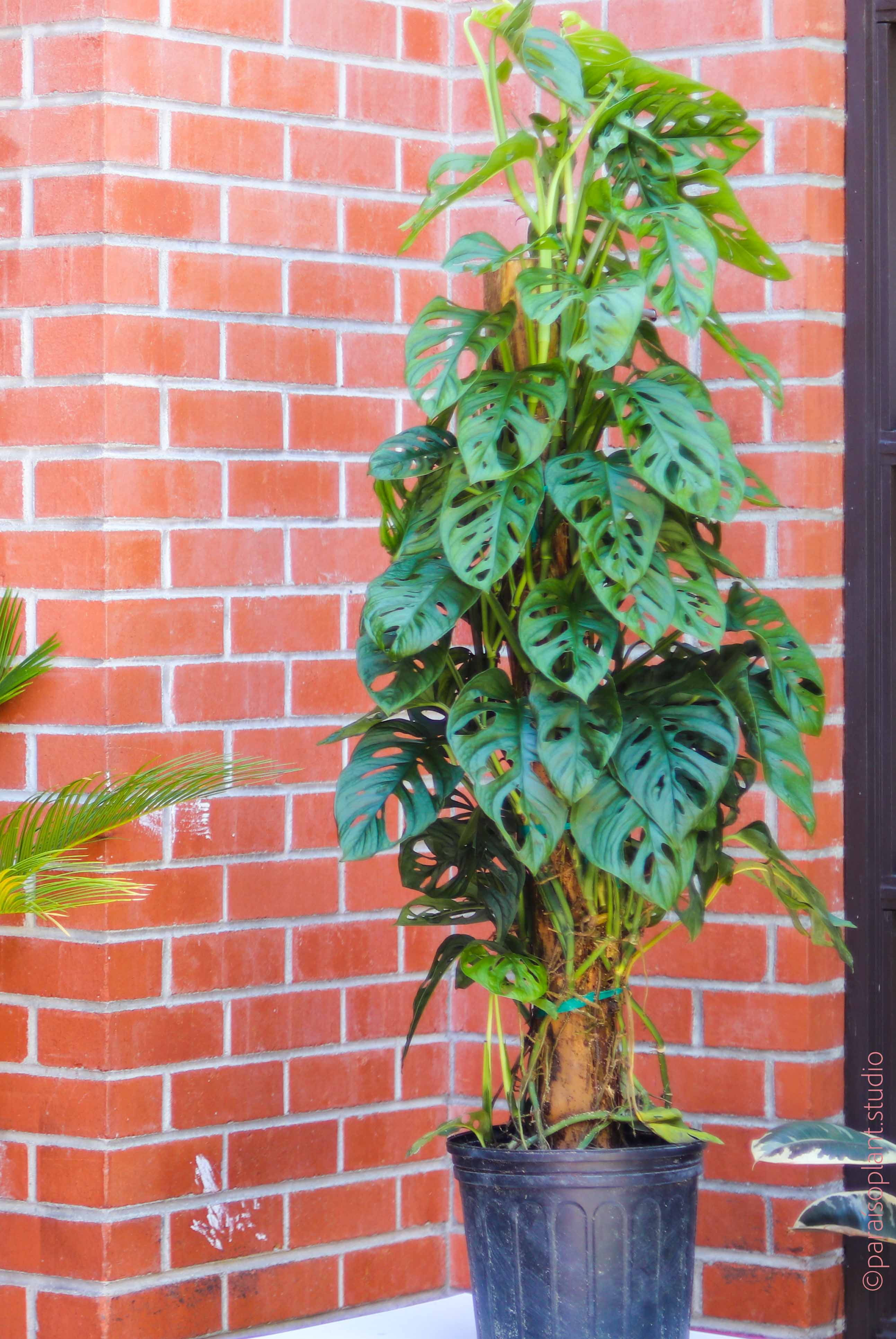 swiss cheese house plant 10in Monstera Adansonii 'Swiss Cheese'