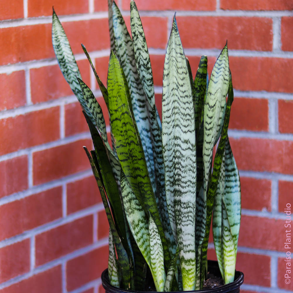 zeylanica snake plant 8" Sansevieria Zeylanica