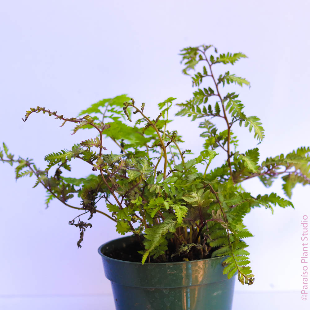 4in Japanese Painted Leaf Fern