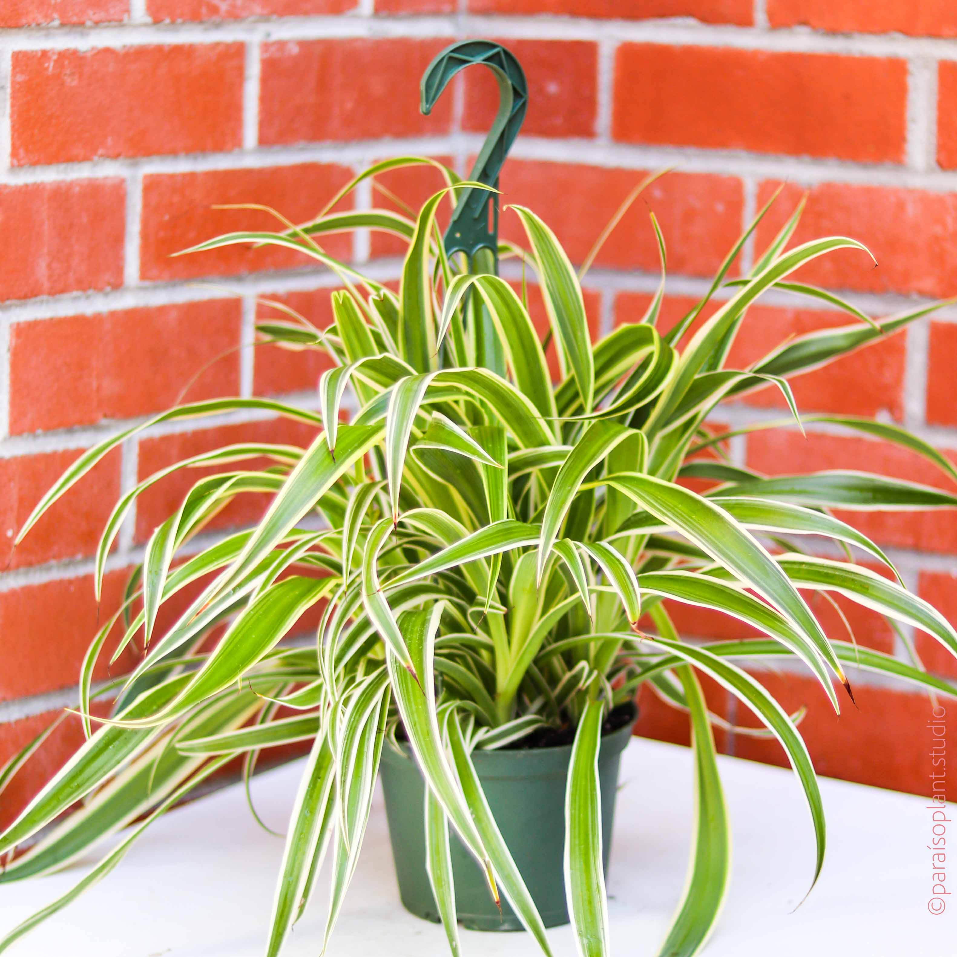 spider plant reverse 6in Spider Plant Reverse – Paraíso Plant Studio