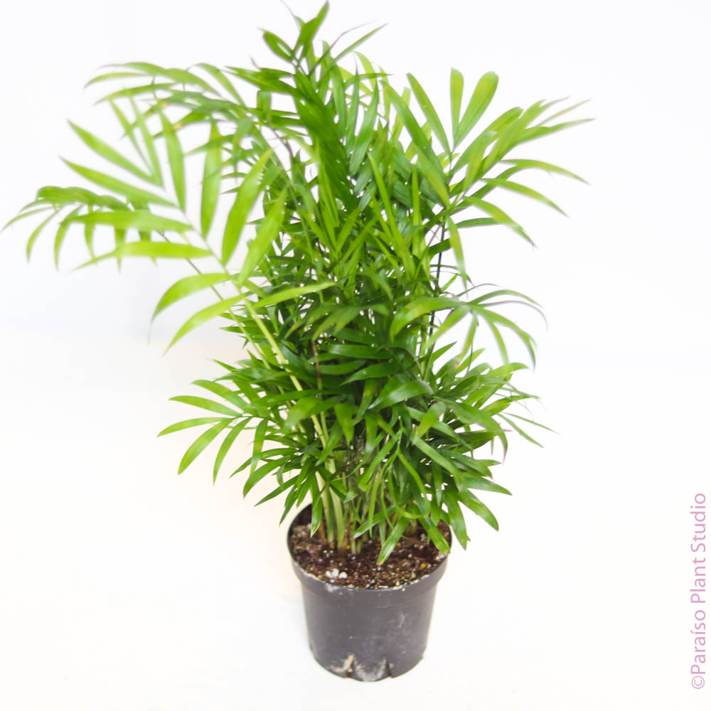 Bright green fronds of a potted 4in Neanthe Bella Palm .