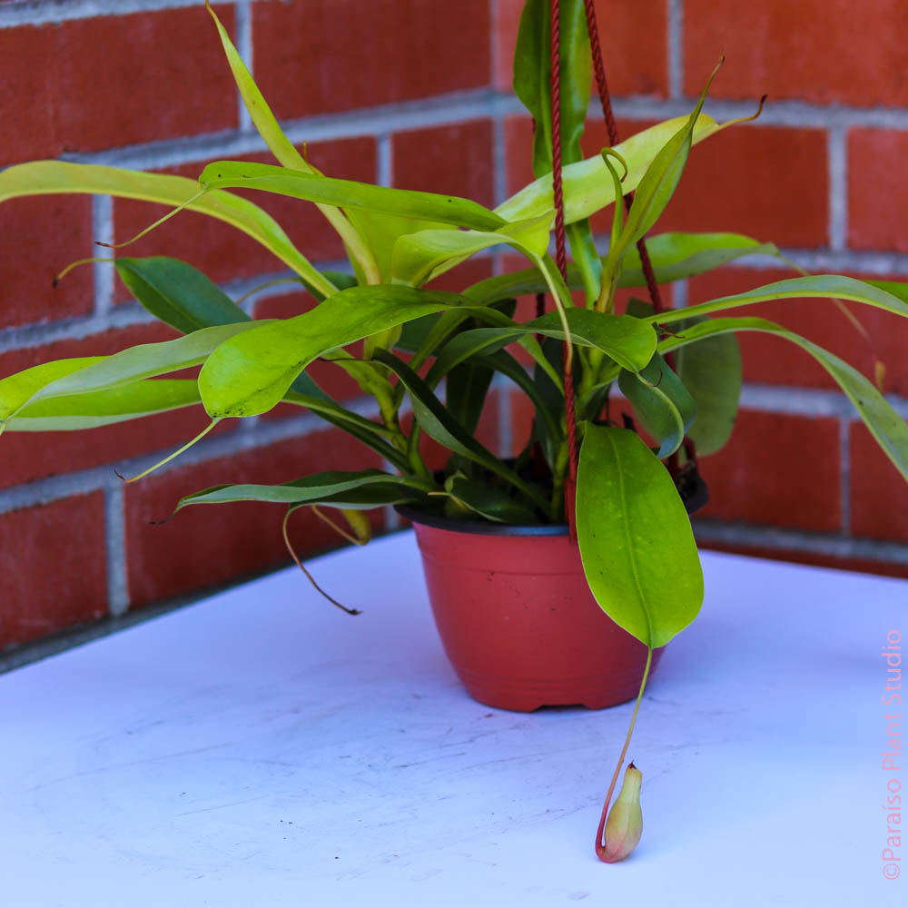 6in Nepenthes Pitcher Plant - Assorted Varietes