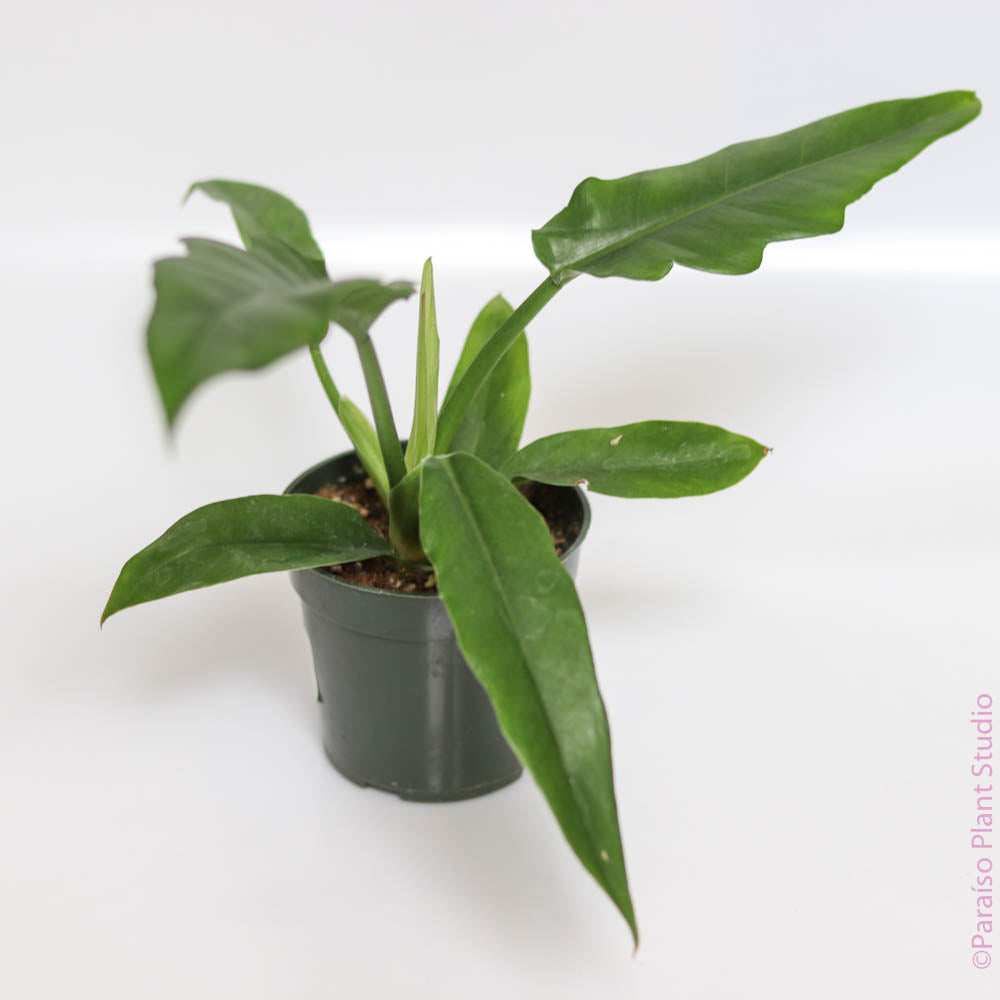 philodendron boogie Philodendron Jungle Boogie 6in Jungle Fever